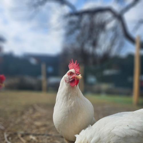 Tierische Therapeuten