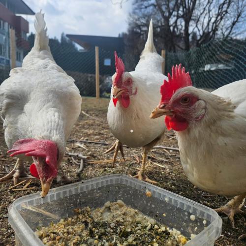 Tierische Therapeuten