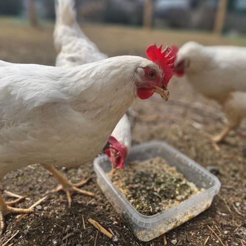 Tierische Therapeuten