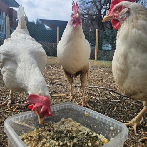 Tierische Therapeuten