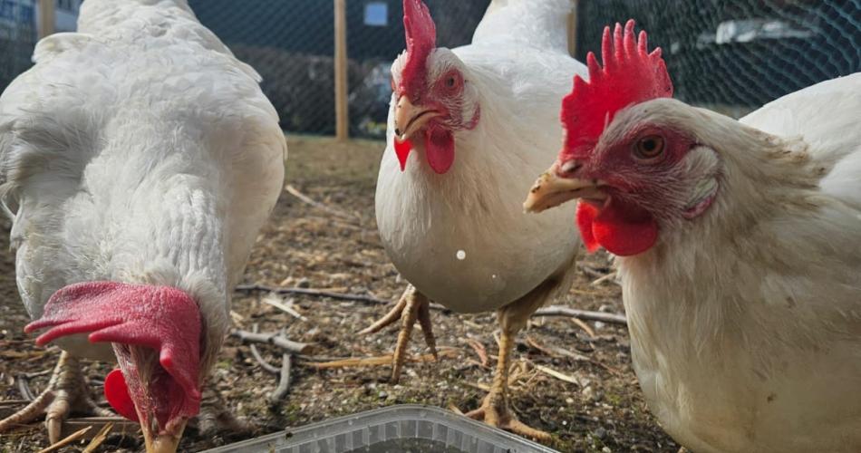 Tierische Therapeuten